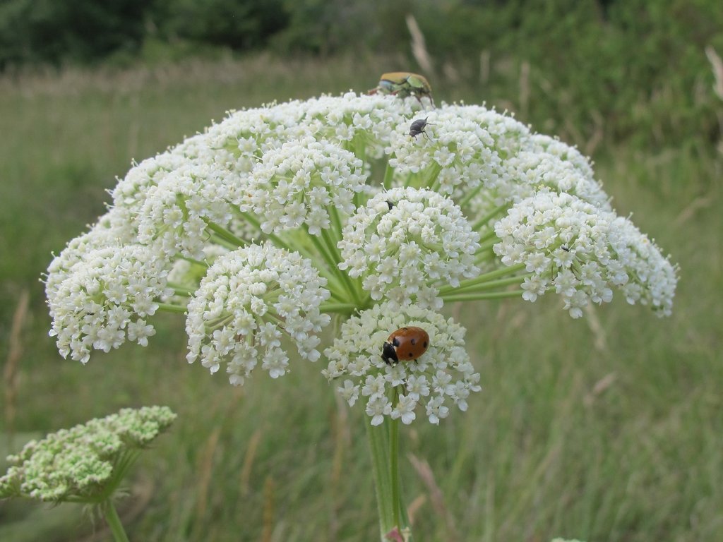 Libanotis pyrenaica